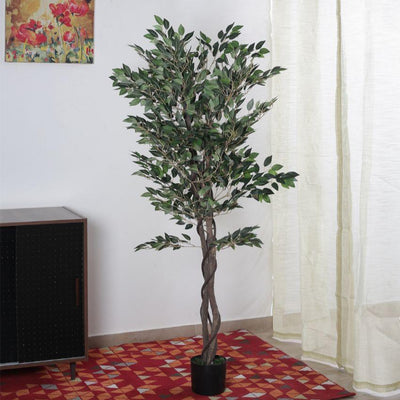 Artificial Ficus Variegated Plant With Black Pot | 63 Inches