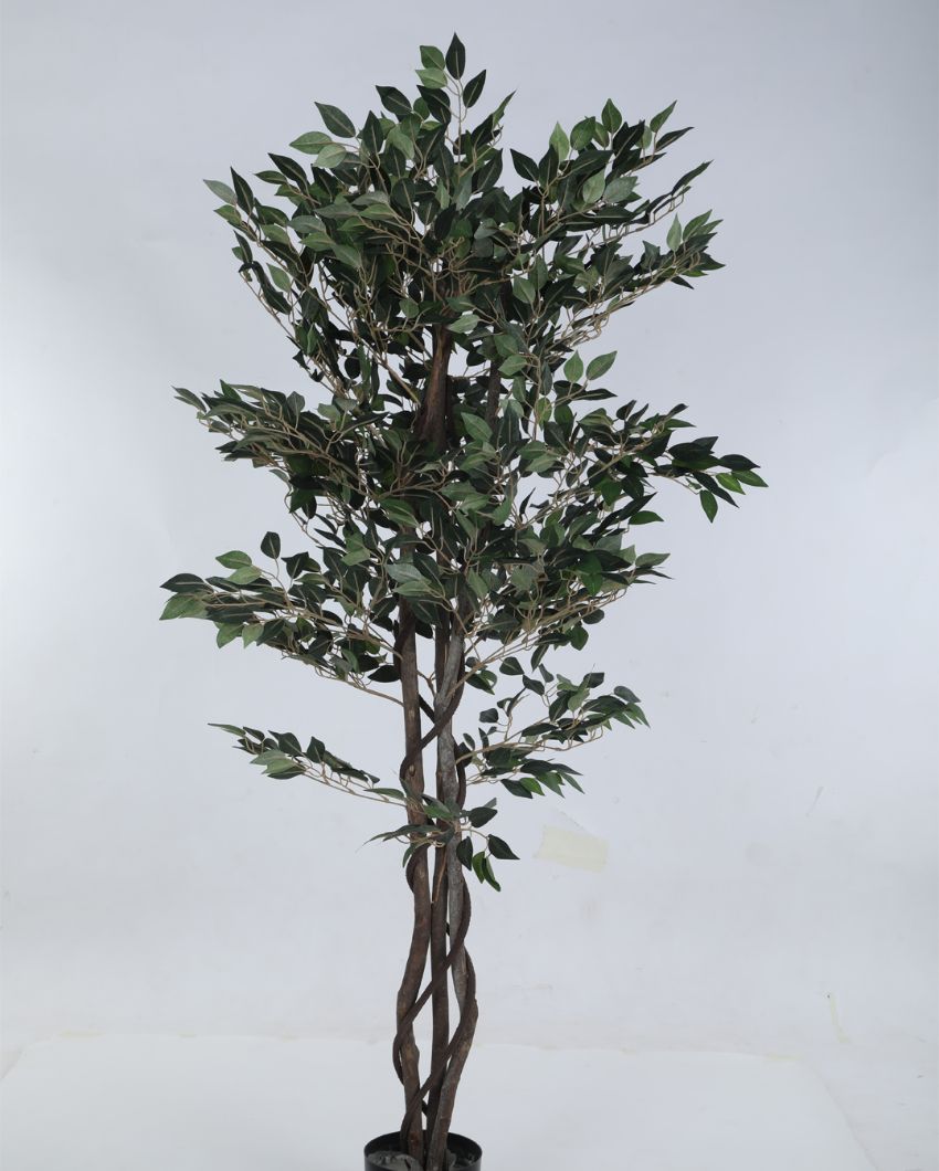 Artificial Ficus Variegated Plant With Black Pot | 63 Inches