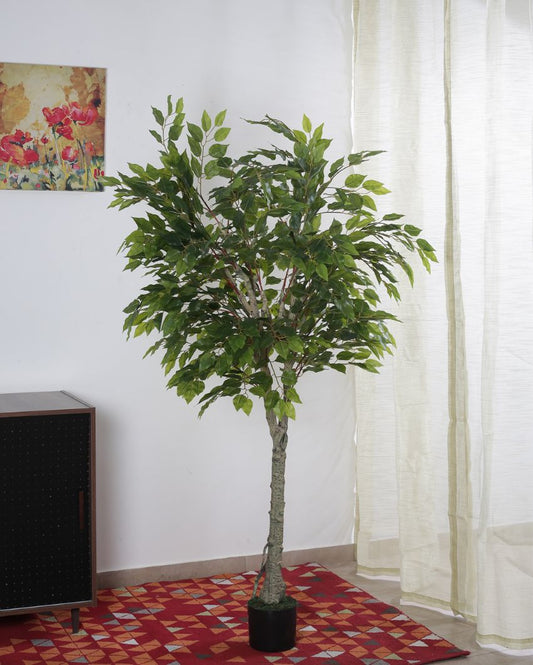 Artificial Ficus Variegated Plant Natural Looking With Black Pot | 71 Inches