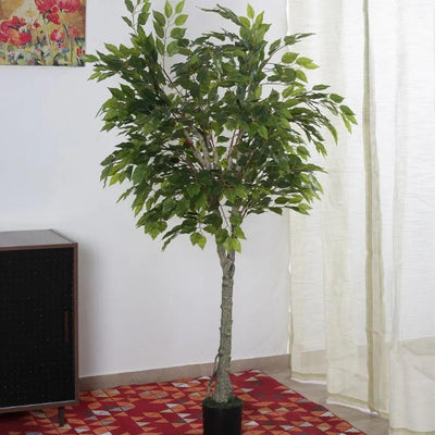 Artificial Ficus Variegated Plant Natural Looking With Black Pot | 71 Inches