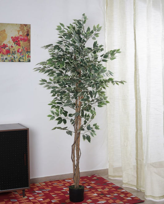 Beautiful Artificial Ficus Variegated Plant With Black Pot | 71 Inches White