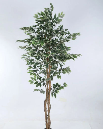 Beautiful Artificial Ficus Variegated Plant With Black Pot | 71 Inches White