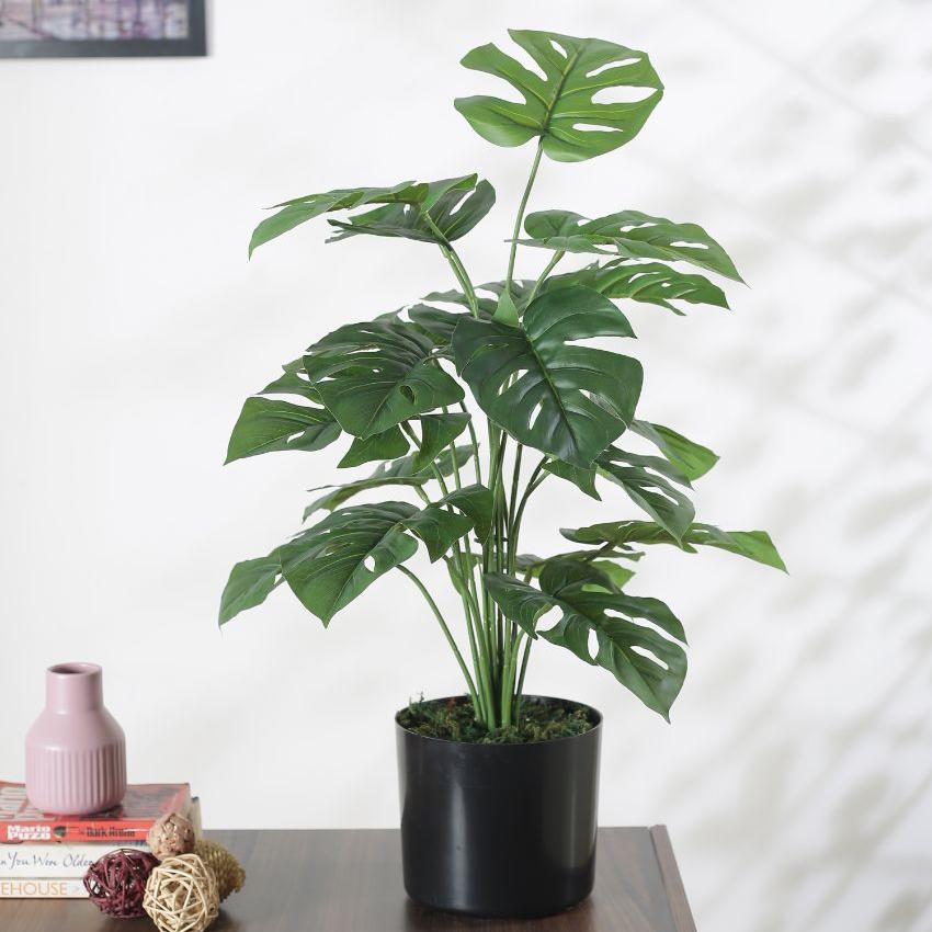 Monsters Silk Artificial Pvc Plant With Black Pot | 26 Inches