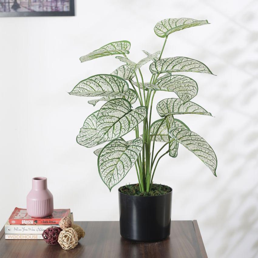 Artificial Pvc Dieffenbachia Silk Plant With Black Pot | 26 Inches White