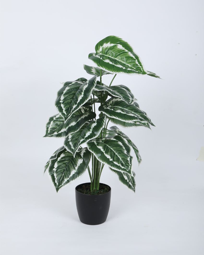 Artificial Pvc Calatheas Silk Plant With Black Pot | 26 Inches Green White