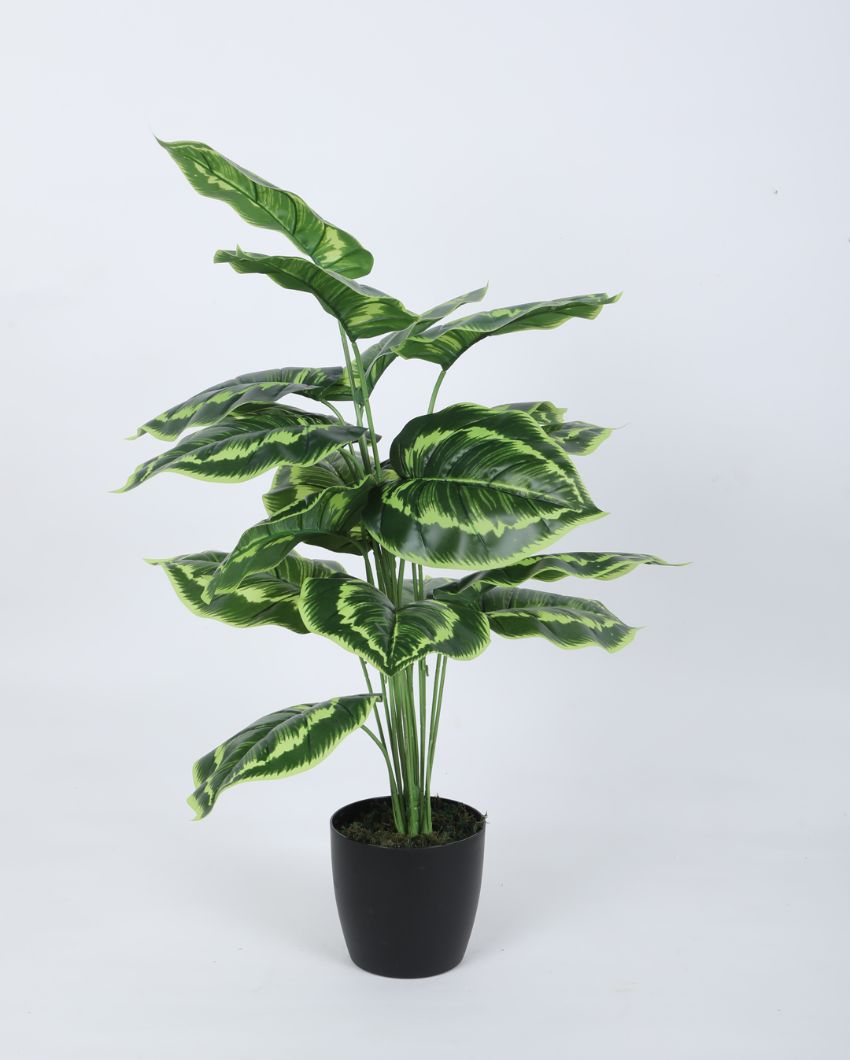 Artificial Pvc Calatheas Silk Plant With Black Pot | 26 Inches Green Yellow