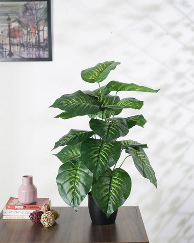 Semi Artificial Pvc Dieffenbachia Silk Plant With Black Pot | 26 Inches