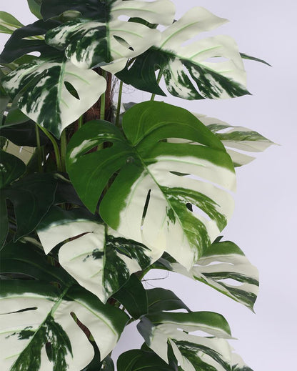 Monstera White Real Touch Artificial Plant with Black Pot | 4 ft