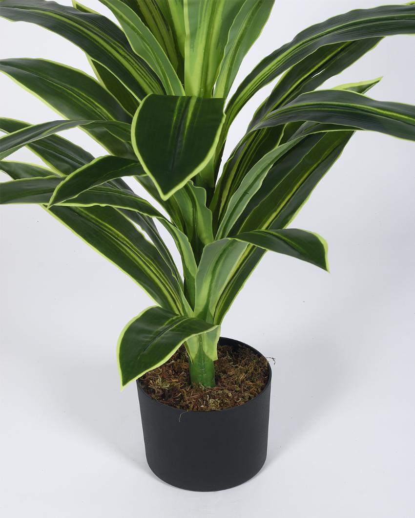 Dracaena Real Touch Artificial Plant with Black Pot