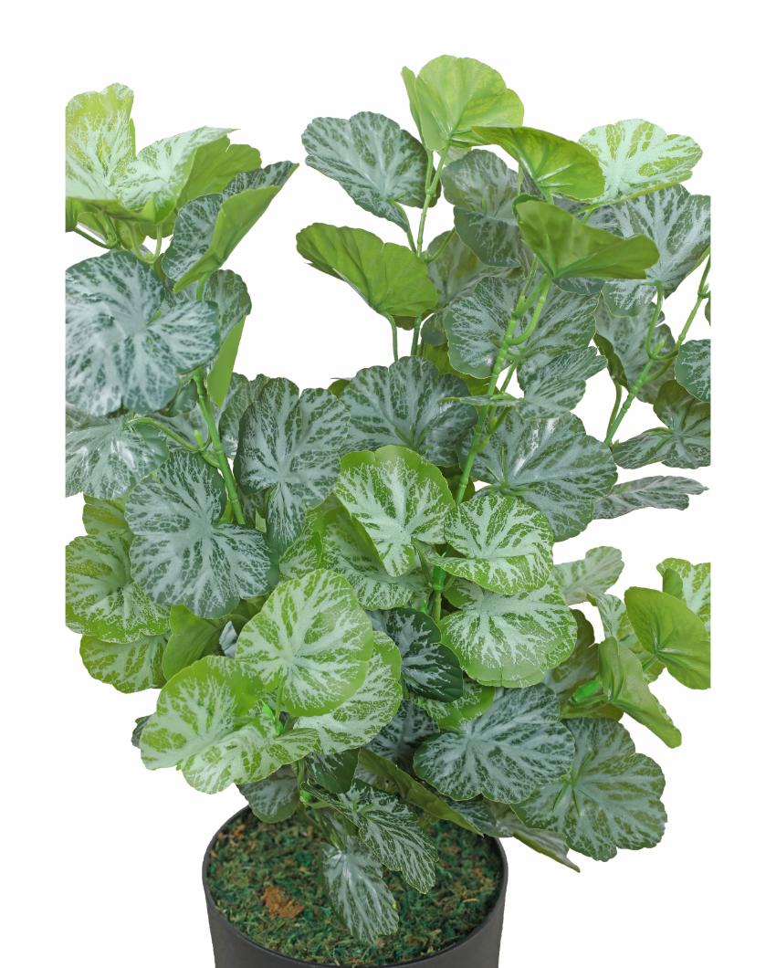 Begonia Green Artificial Plant with Pot | 2 Feet