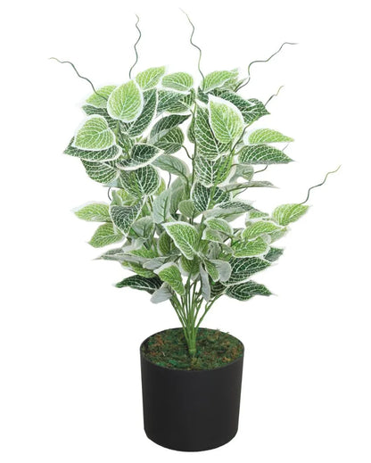 Money Green Artificial Plant with Pot | 2 Feet