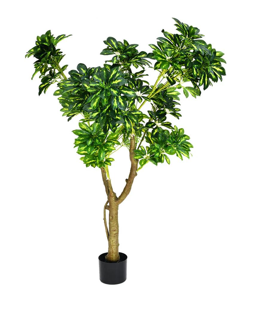 Schefflera Artificial Plant with Black Pot | 5 ft