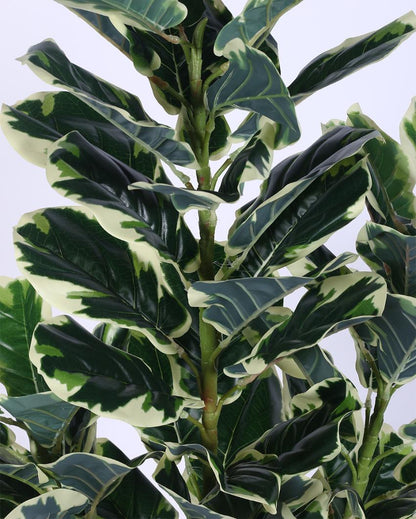 Variegated Fiddle Leaf Real Touch Artificial Plant with Black Pot | 5 ft