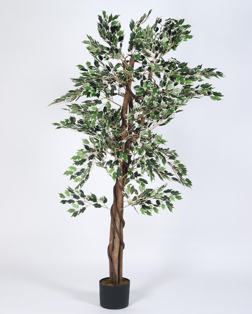 Ficus Artificial Plant with Black Pot | 5 ft