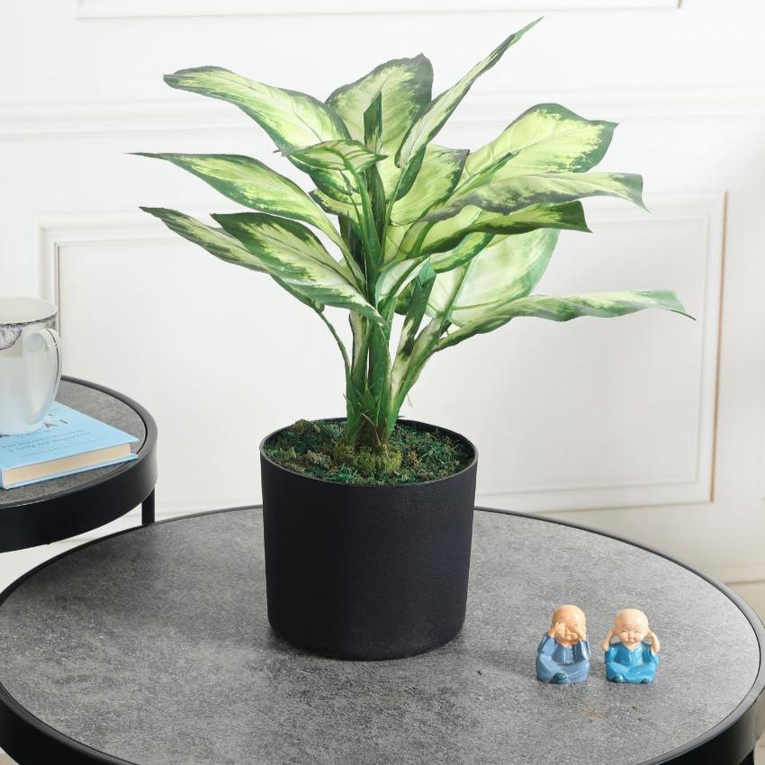 Dieffenbachia Green PVC Artificial Plant with Pot | 2 Feet