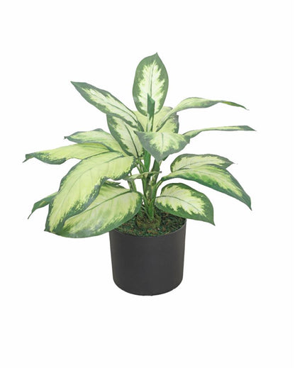 Dieffenbachia Green PVC Artificial Plant with Pot | 2 Feet