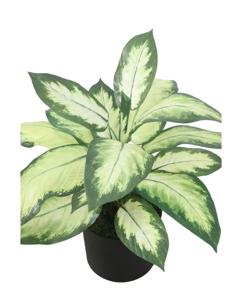 Dieffenbachia Green PVC Artificial Plant with Pot | 2 Feet