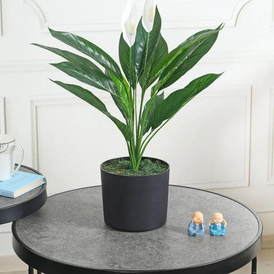 Spathe Green Artificial Plant with Pot | 2 Feet