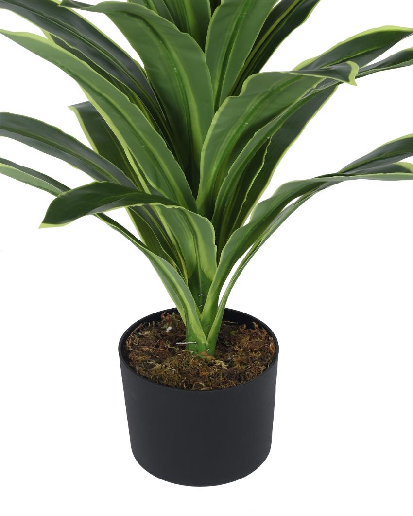 Dracaena Real Touch Artificial Plant with Black Pot