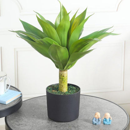 Classy Agave Green Artificial Plant with Pot | 2 Feet