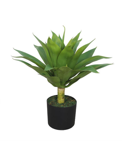 Classy Agave Green Artificial Plant with Pot | 2 Feet