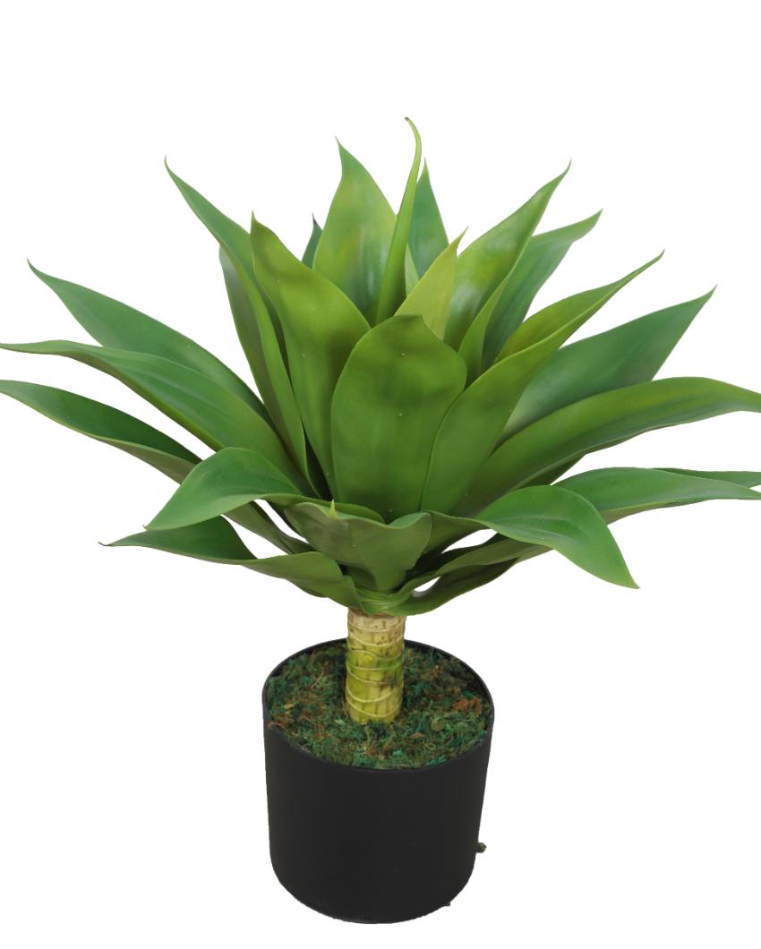 Classy Agave Green Artificial Plant with Pot | 2 Feet