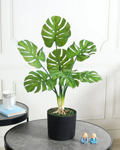 Nic Monstera Green Artificial Plant with Pot | 2 Feet