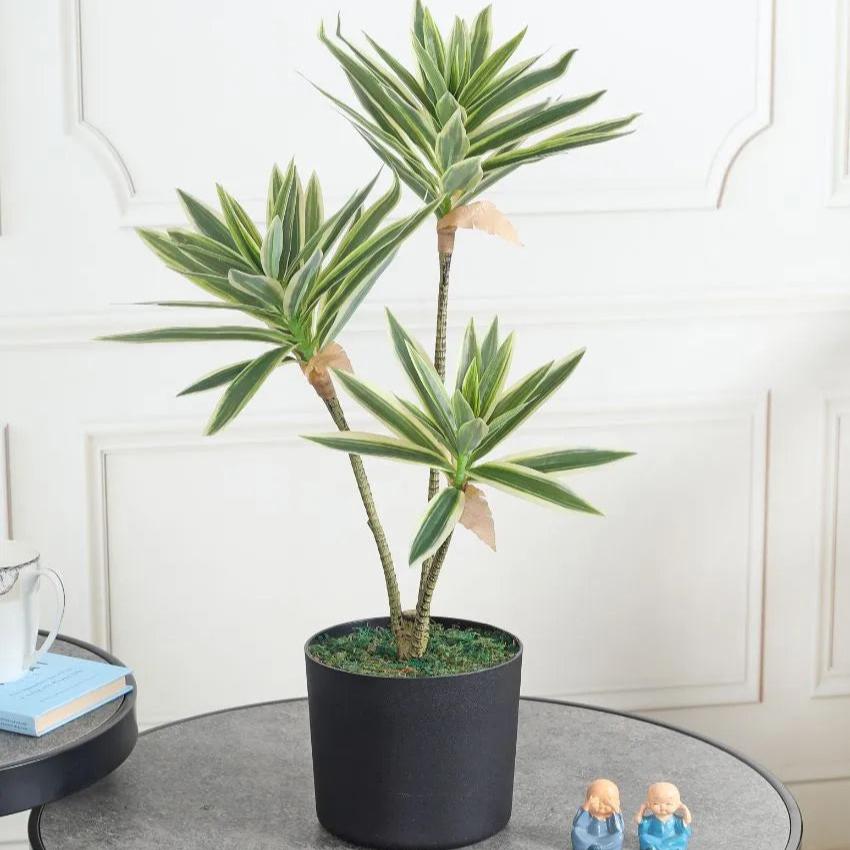 Song Of India Artificial Plant with Pot | 2 Feet