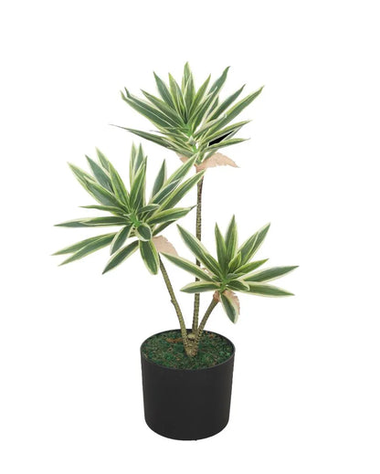 Song Of India Artificial Plant with Pot | 2 Feet