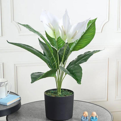 Spathe White  Artificial Plant with Pot | 2 Feet