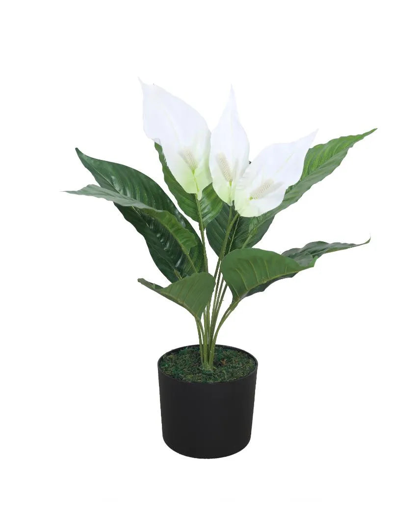 Spathe White  Artificial Plant with Pot | 2 Feet