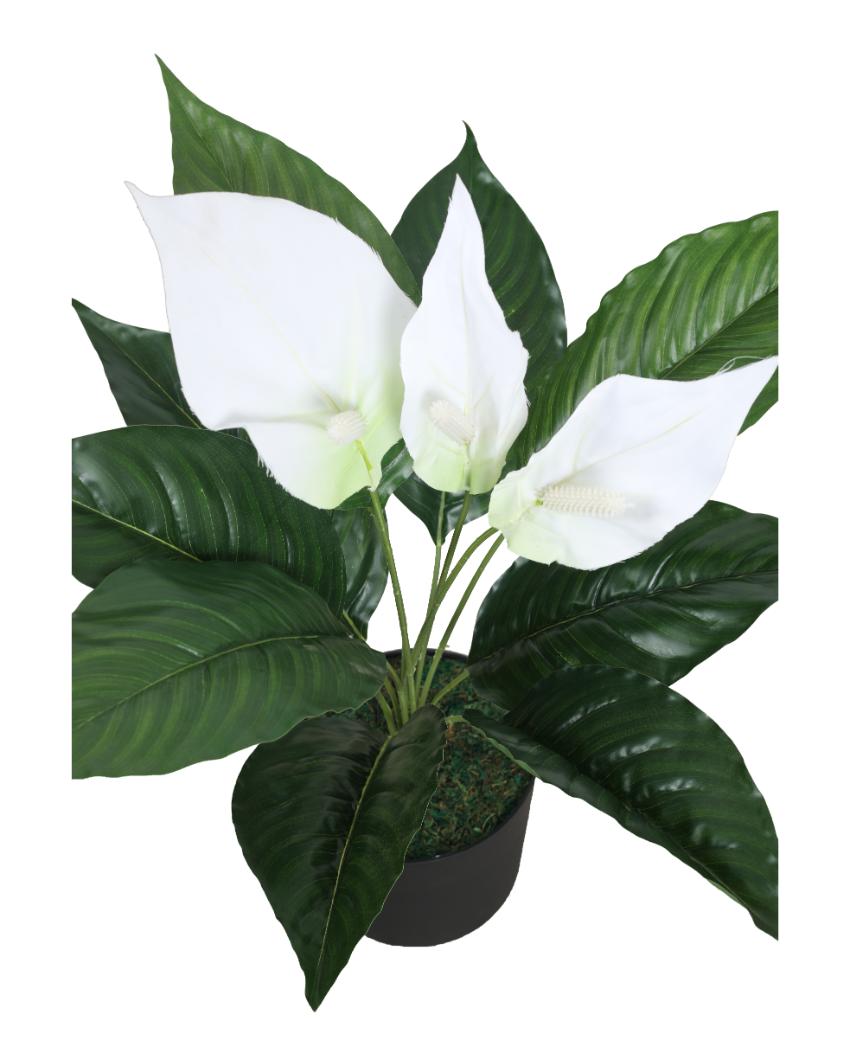 Spathe White  Artificial Plant with Pot | 2 Feet