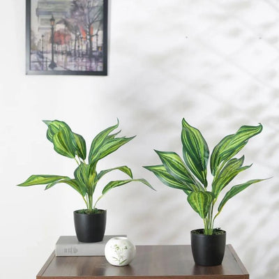Artificial Dieffenbachia Plant Mini Bush With Black Pot | 20 Inches