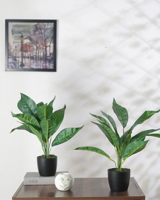 Artificial Green Croton Plant Mini Bush With Black Pot | Set Of 2 | 20 Inches