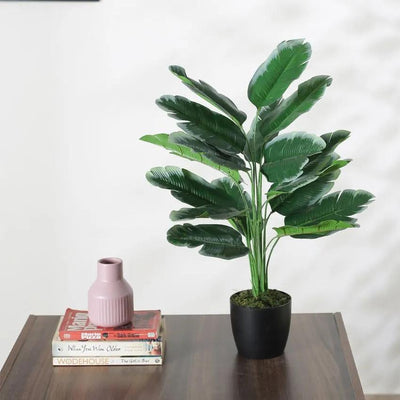 Artificial Banana Green White Plant With Black Pot For Interior Decor | 24 Inches