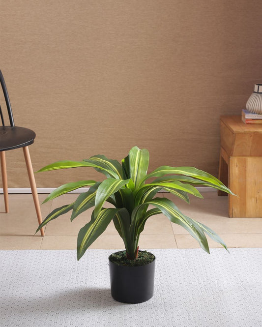 Attractive Artificial Dracaena Plant For Home Décor With Black Pot | 26 Inches