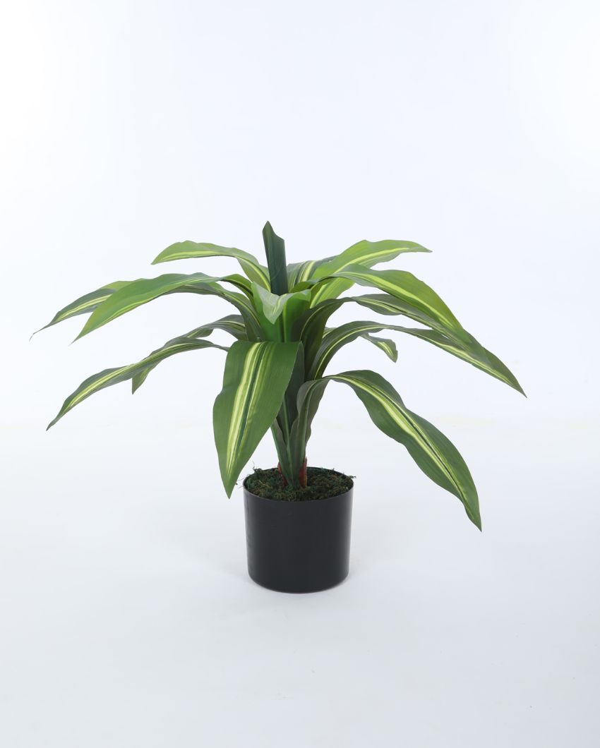 Attractive Artificial Dracaena Plant For Home Décor With Black Pot | 26 Inches