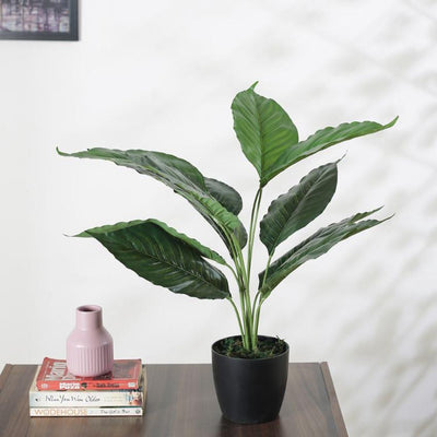 Artificial Green Taro Plant For Home Décor With Black Pot | 26 Inches