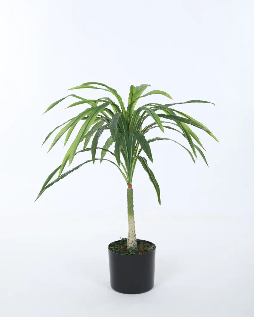 Artificial Dracaena Plant For Home Décor With Black Pot | 31 Inches Green