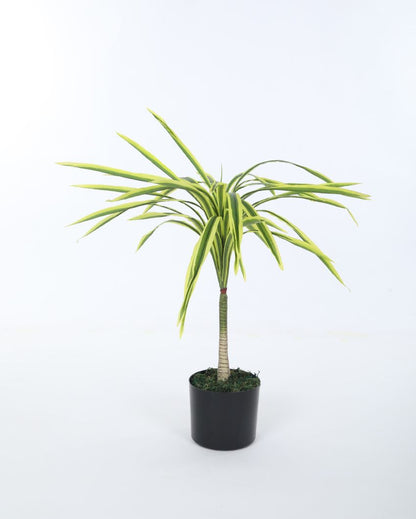 Artificial Dracaena Plant For Home Décor With Black Pot | 31 Inches Yellow