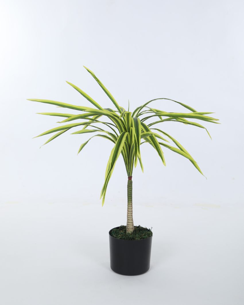 Artificial Dracaena Plant For Home Décor With Black Pot | 31 Inches Yellow