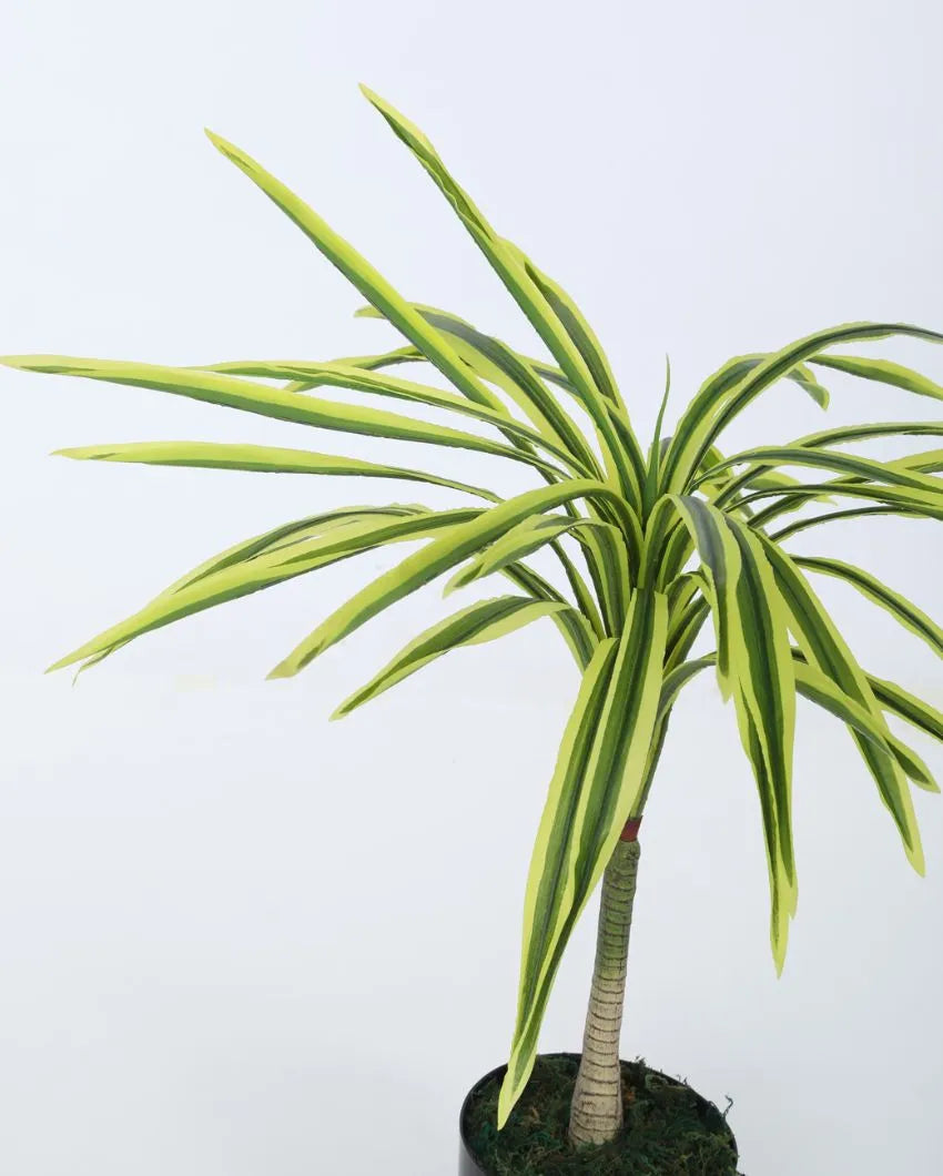 Artificial Dracaena Plant For Home Décor With Black Pot | 31 Inches Yellow