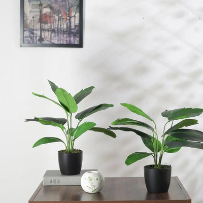 Artificial Banana Plant Mini Bush With Black Pot | 22 Inches