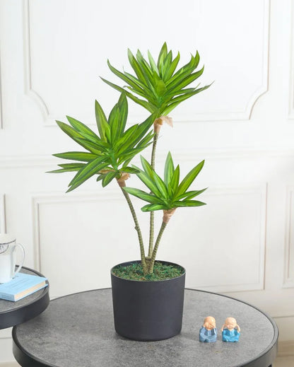 Song Of India Artificial Plant with Pot | 2 Feet