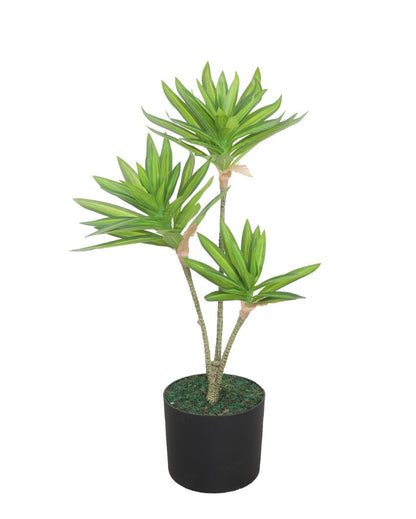 Song Of India Artificial Plant with Pot | 2 Feet