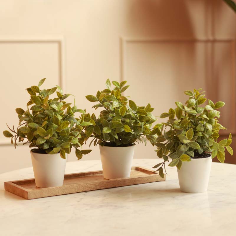 Gardenia Plant in Pot | Set of 3 | Multiple Colors White