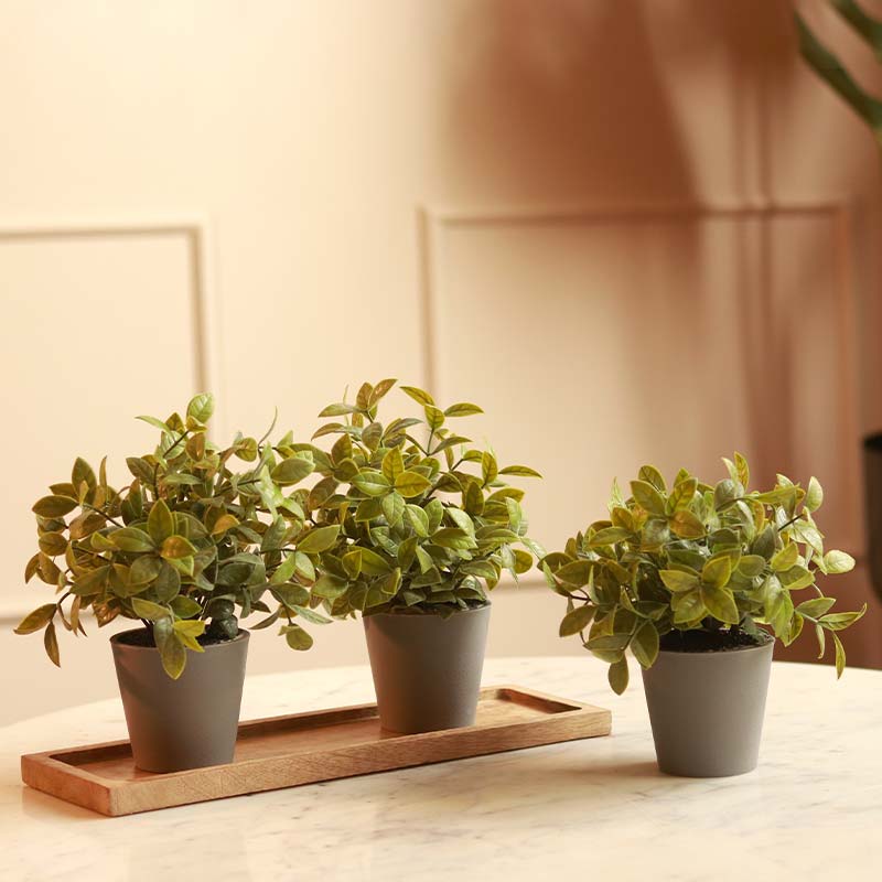 Gardenia Plant in Pot | Set of 3 | Multiple Colors Grey