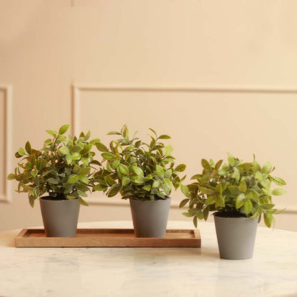 Gardenia Plant in Pot | Set of 3 | Multiple Colors Grey