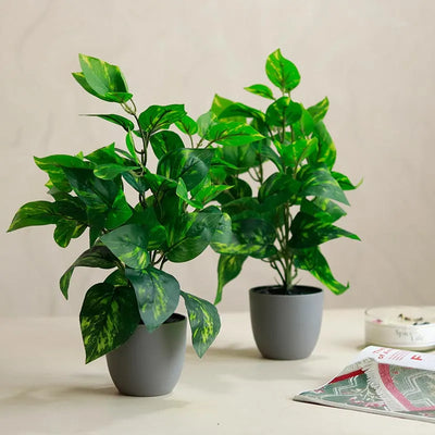 Artificial Money Plant in Pot | Set of 2