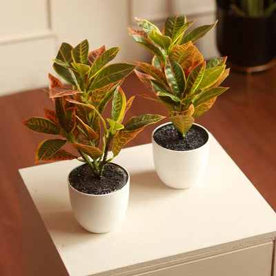 The Zanzibar | Set of 2 Small Artificial Croton Plant with White pots